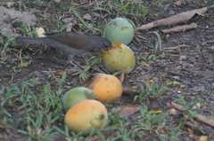 Turdus leucomelas