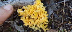 Ramaria capitata