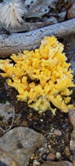 Ramaria capitata