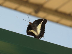 Charaxes brutus natalensis