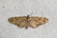 Eupithecia lanceata