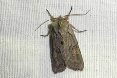 Lithophane furcifera