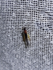 Homoeoxipha lycoides
