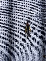Homoeoxipha lycoides
