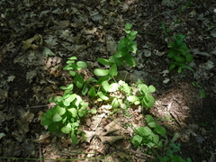 Hylotelephium maximum maximum