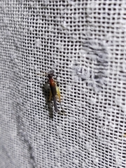 Homoeoxipha lycoides