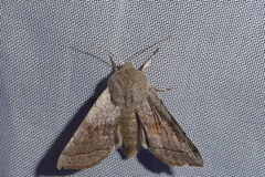 Orthosia opima