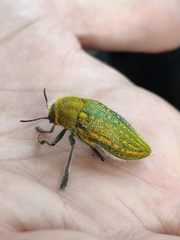 Julodis ehrenbergii