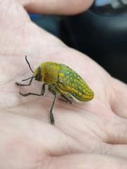 Julodis ehrenbergii