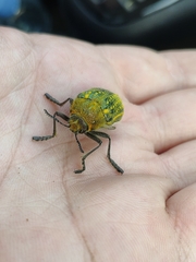 Julodis ehrenbergii