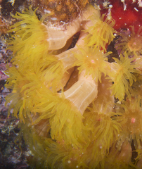 Cladopsammia gracilis