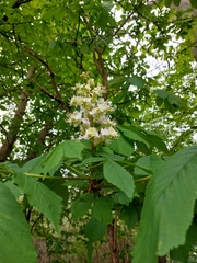 Aesculus hippocastanum
