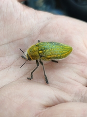 Julodis ehrenbergii