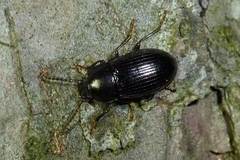 Nalassus dermestoides