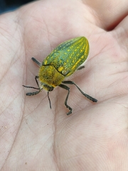 Julodis ehrenbergii