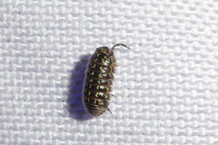 Armadillidium pulchellum