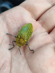 Julodis ehrenbergii