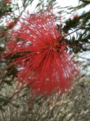 Melaleuca sparsa