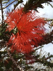 Melaleuca sparsa