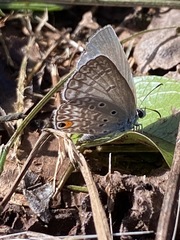 Lepidochrysops longifalces