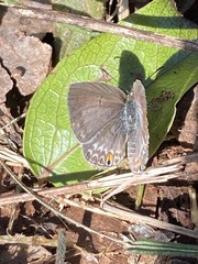 Lepidochrysops longifalces