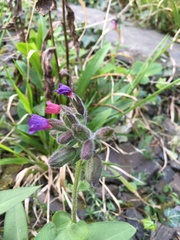 Pulmonaria mollis