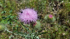 Cirsium occidentale