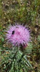 Cirsium occidentale