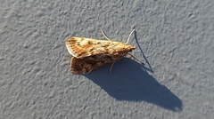 Achyra nigrirenalis