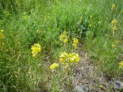 Erysimum canum