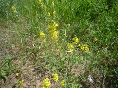 Erysimum canum