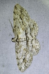 Didymoctenia exsuperata