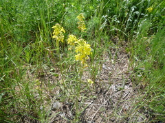 Erysimum canum