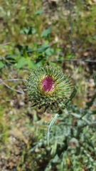 Cirsium occidentale