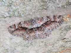 Satoblephara parvularia