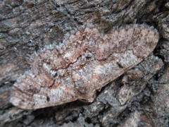 Satoblephara parvularia