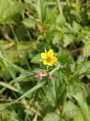 Geum urbanum