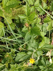 Geum urbanum