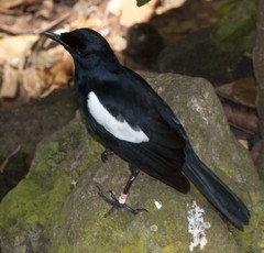 Copsychus sechellarum