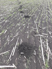 Nannospalax leucodon