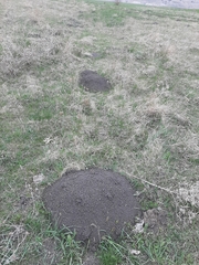 Nannospalax leucodon