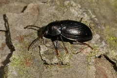Nalassus dermestoides