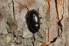 Nalassus dermestoides