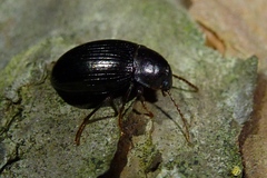 Nalassus dermestoides