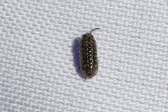 Armadillidium pulchellum