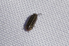 Armadillidium pulchellum