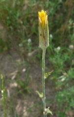 Tragopogon floccosus
