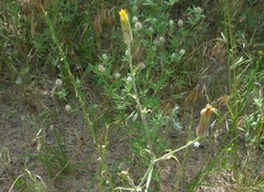 Tragopogon floccosus