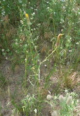 Tragopogon floccosus