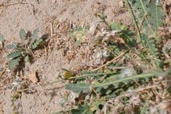 Launaea capitata